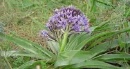 Adasoğanı (Scilla Peruviana)