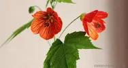 Ağaçküpeleri (Abutilon)