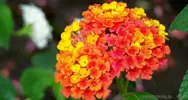 Ağaçminesi (Lantana Camara)