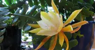 Atlas Çiçekleri (Epiphyllum)