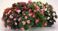 Yalınkat Açan Begonya (Begonia Semperflorens)