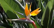 Cennet Kuşu Çiçeği (Strelitzia Reginae)