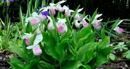 Cypripedium Reginae