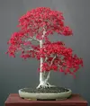 acer_palmatum.webp