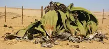 Welwitschia-Mirabilis.webp