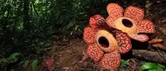 Rafflesia-Arnoldii.webp