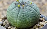 Euphorbia-obese.webp