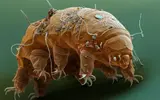 Tardigrad.webp