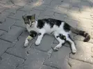 kedi-ziyareti-4.webp