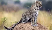 leopar.webp