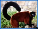 lemur.webp