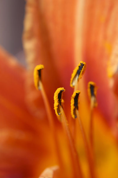 400px-Stamen_Orange_Daylily.jpg