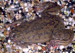 260px-Xenopus_laevis.jpg