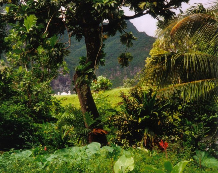 753px-Rainforest_Fatu_Hiva.jpg