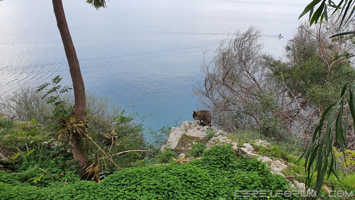 Antalya park kedileri