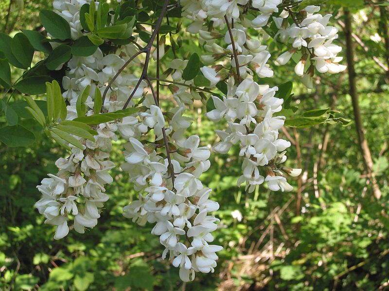 800px-Robinia_%28Robinia_pseudoacacia%29.jpg