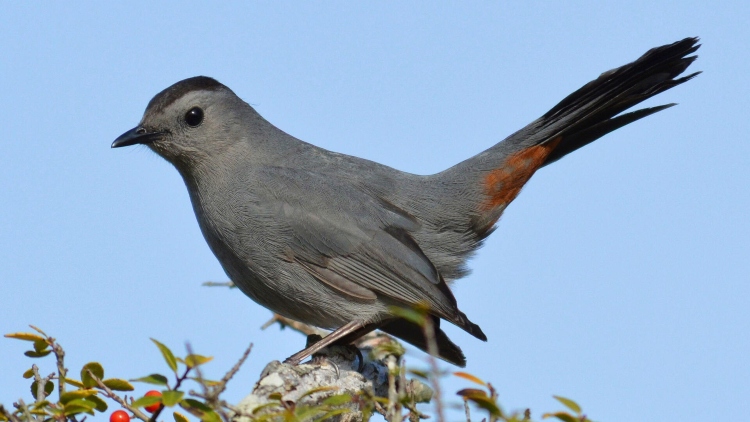 catbird-ses.jpg