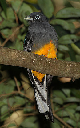 260px-Trogon-viridis-001.jpg