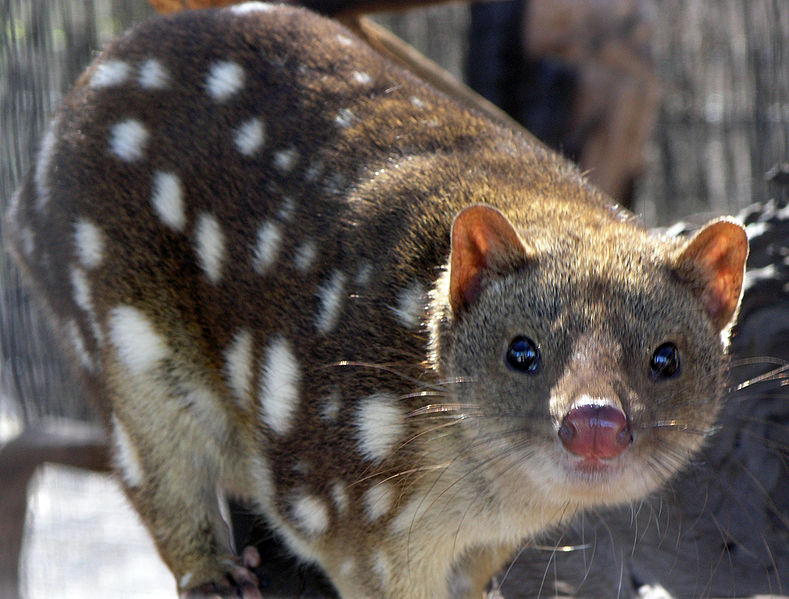 789px-SpottedQuoll_2005_SeanMcClean.jpg