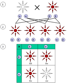 230px-Mendelian_inheritance_3_1.png