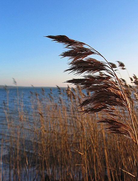 457px-Phragmites_australis_Schilfrohr.jpg