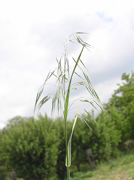 448px-Bromus_tectorum.JPG