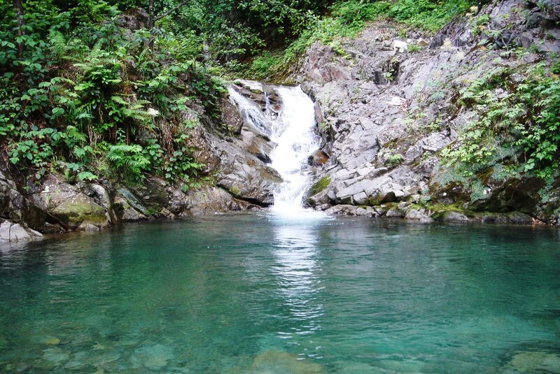 800px-Rain_forest.jpg