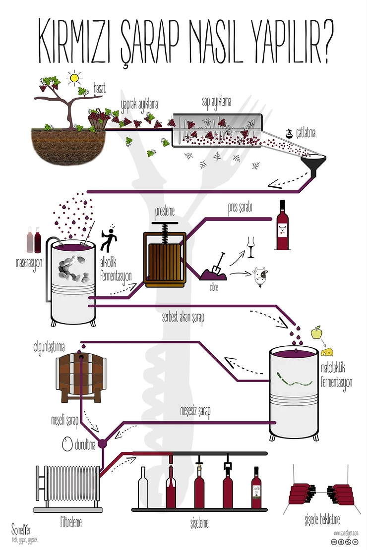 kırmızı şarap yapımı red winemaking sommelier somelyer