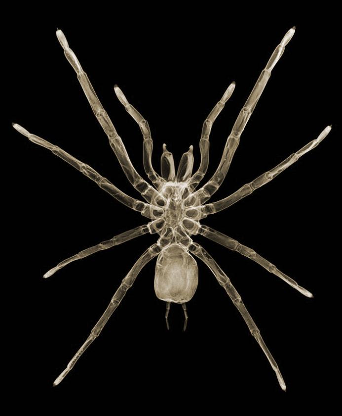 x-ray-spider.jpg