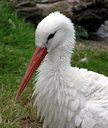 220px-Bristol.zoo.white.stork.head.arp.jpg