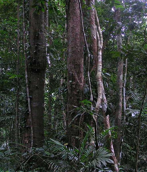 513px-Daintree_Rainforest.JPG