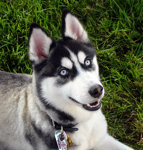 575px-Siberian_Husky_blue_eyes_Flickr.jpg