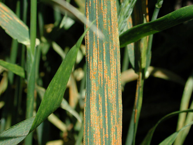 Stripe_rust_on_wheat.jpg