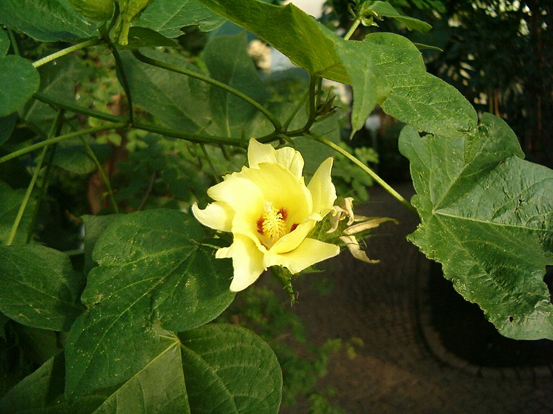 800px-Gossypium_hirsutum_BotGardBln1105FlowerLeaves.JPG