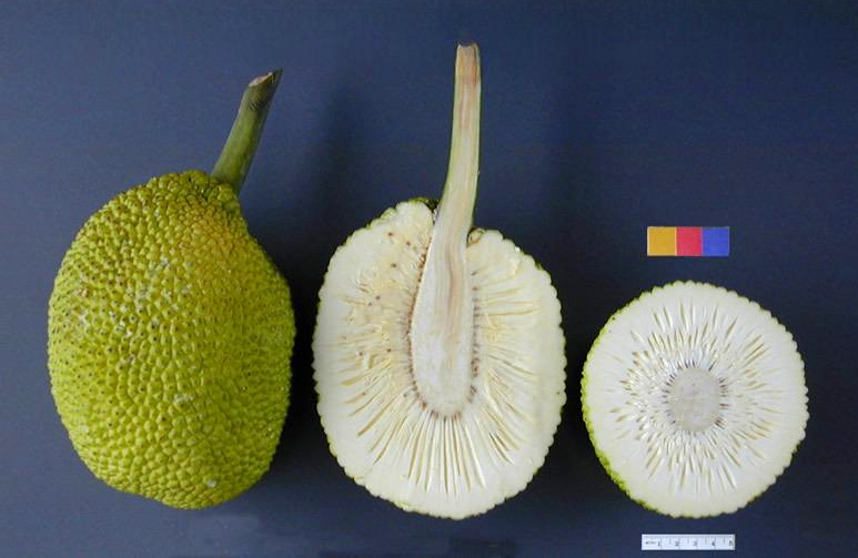 ARS_breadfruit49.jpg