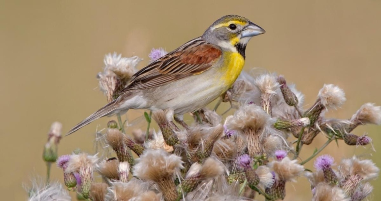 dickcissel-ses.jpg