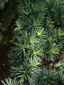 260px-Cedrus_atlantica2.jpg