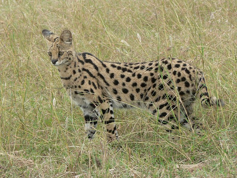 800px-Serval_in_Tanzania.jpg