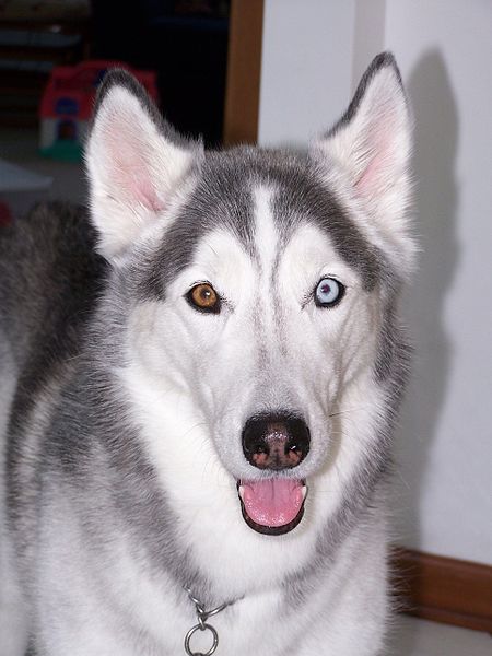 450px-Bi-eyed_siberian_husky.jpg