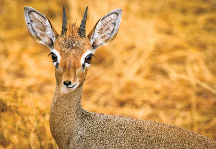 dik-dik-antilop.jpg