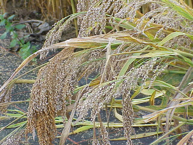 Panicum_miliaceum1.jpg