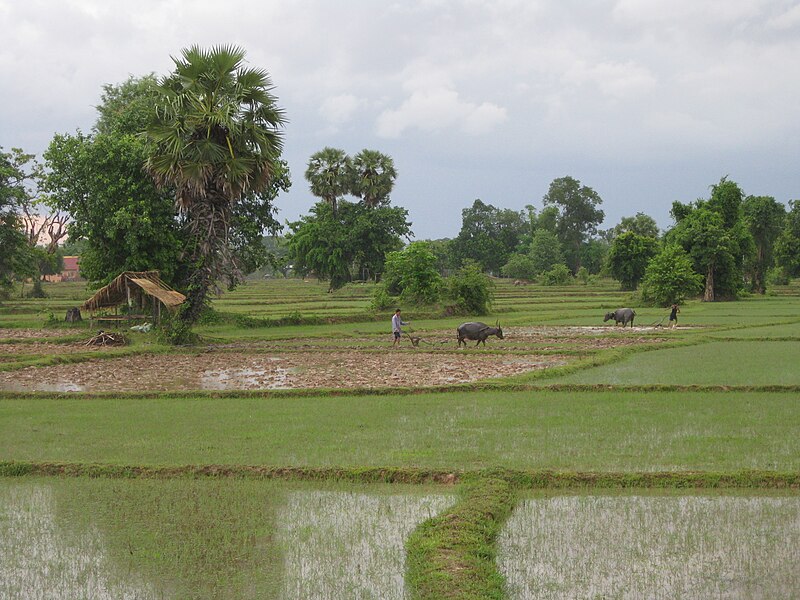800px-Laos_ricefields.JPG