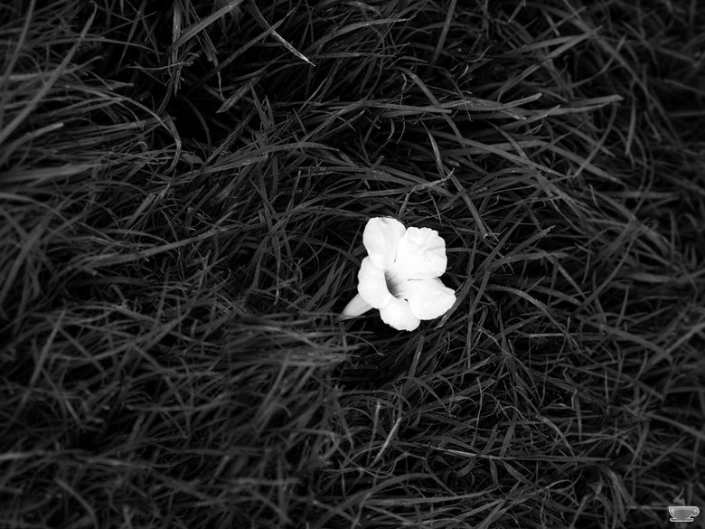 siyah-beyaz-resim-014.JPG