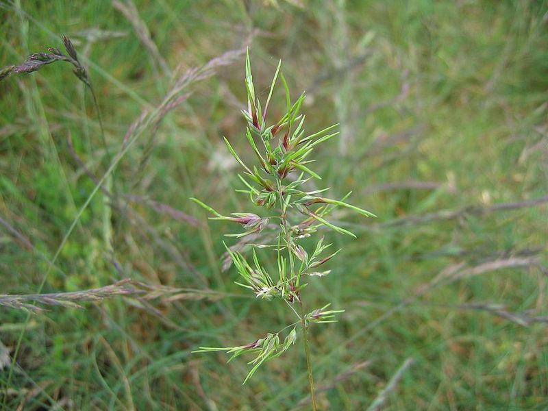 800px-Poa_bulbosa.jpeg