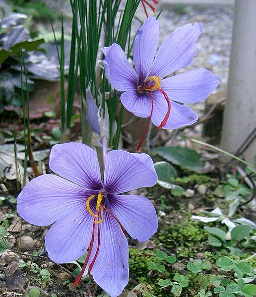 516px-Crocus_sativus2.jpg