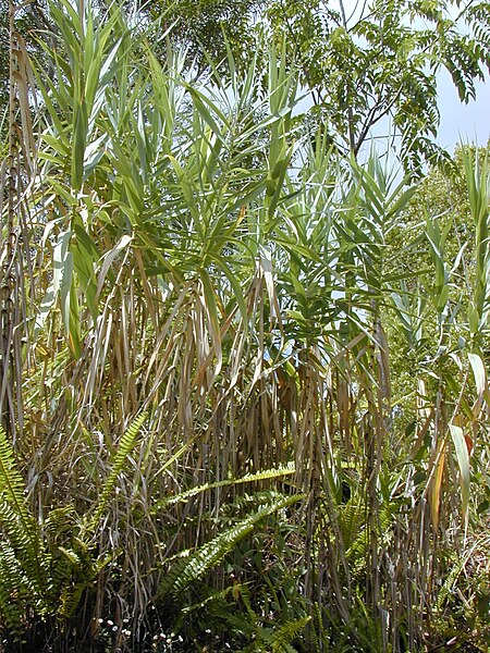 450px-Starr_010419-0037_Arundo_donax.jpg