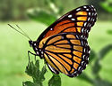 125px-Viceroy_Butterfly.jpg