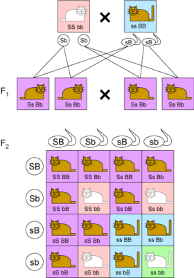 280px-Dihybrid_cross.png