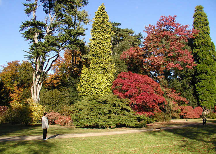 Arboretum.westonbirt.750pix.jpg