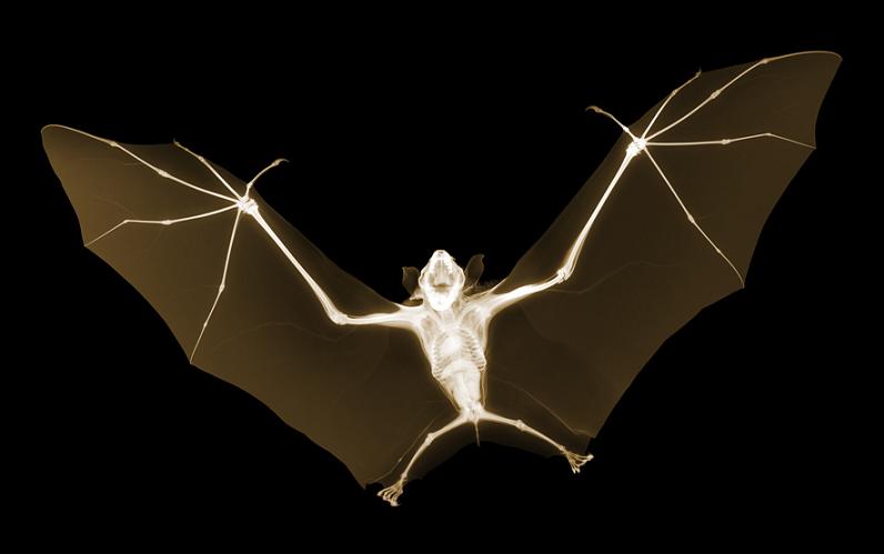 x-ray-of-bat-nick-veasey.jpg